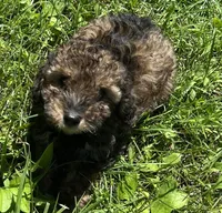 OTTER, a male Poodle - Toy  for sale in Lebanon, MO – 1 of 4