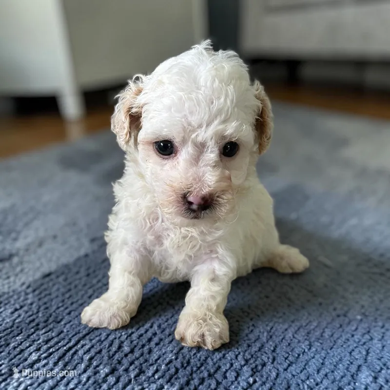 Tiny Tim – Poodle - Toy  puppy for sale in Lebanon, MO