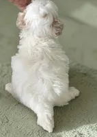 Tiny Tim, a male Poodle - Toy  for sale in Lebanon, MO – Photo 2 of 2