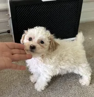 Tiny Tim, a male Poodle - Toy  for sale in Lebanon, MO – 3 of 3