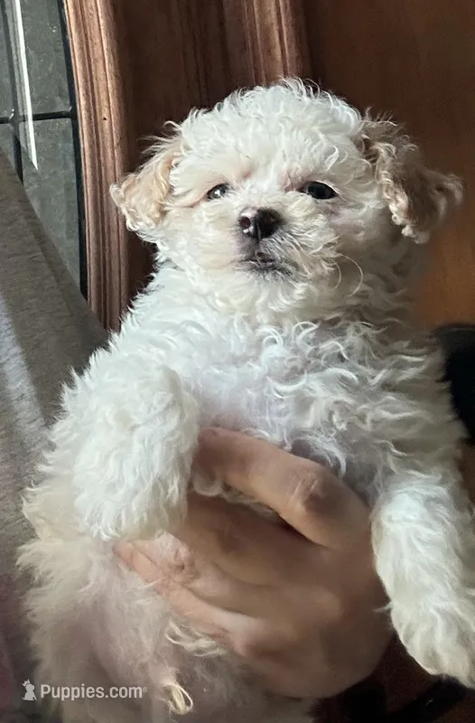 Tiny Tim – Poodle - Toy  puppy for sale in Lebanon, MO