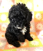 CURLY Q, a female Poodle - Toy  for sale in Lebanon, MO – 3 of 7