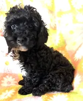 CURLY Q, a female Poodle - Toy  for sale in Lebanon, MO – 6 of 7