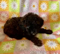Curly Lou , a female Poodle - Toy  for sale in Lebanon, MO – 6 of 7
