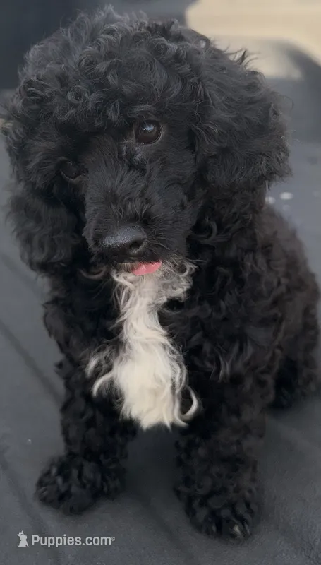 CURLY Q – Poodle - Toy  puppy for sale in Lebanon, MO