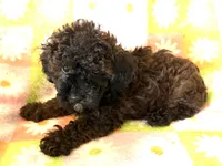 Curly Lou , a female Poodle - Toy  for sale in Lebanon, MO – 1 of 7