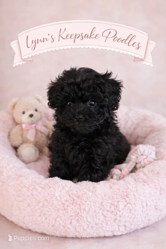 ONYX – Poodle - Toy  puppy for sale in Lebanon, MO