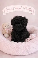 ONYX ( on hold for MARY), a female Poodle - Toy  for sale in Lebanon, MO – 1 of 2