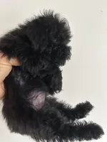 ONYX ( on hold for MARY), a female Poodle - Toy  for sale in Lebanon, MO – 2 of 2
