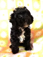 CURLY Q, a female Poodle - Toy  for sale in Lebanon, MO – 4 of 7