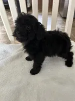 SNIPPET  ( on hold for MARY) , a female Poodle - Toy  for sale in Lebanon, MO – 3 of 3