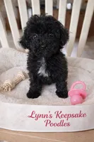 SNIPPET  ( on hold for MARY) , a female Poodle - Toy  for sale in Lebanon, MO – 1 of 3