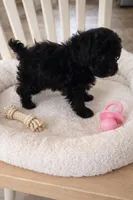 SNIPPET, a female Poodle - Toy  for sale in Lebanon, MO – Photo 2 of 2