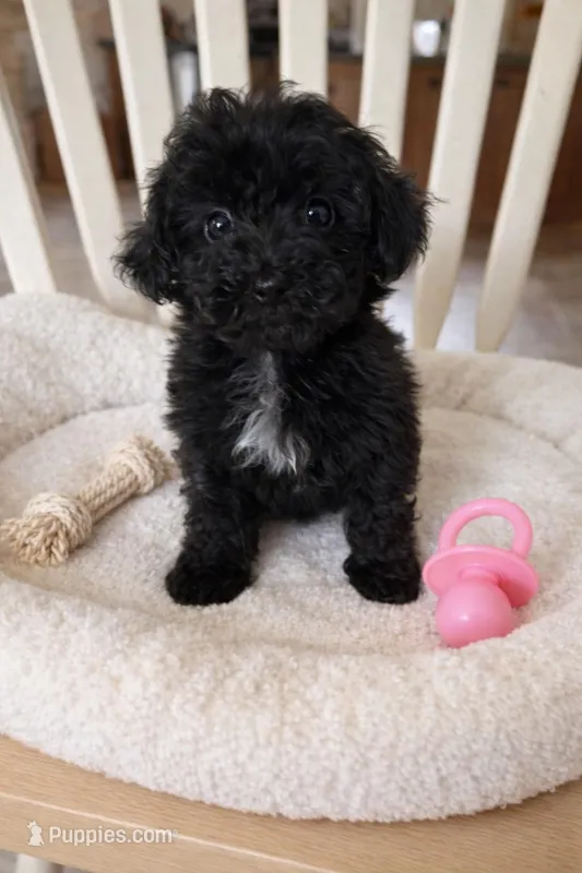 SNIPPET – Poodle - Toy  puppy for sale in Lebanon, MO