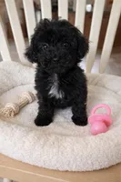 SNIPPET, a female Poodle - Toy  for sale in Lebanon, MO – Photo 1 of 2