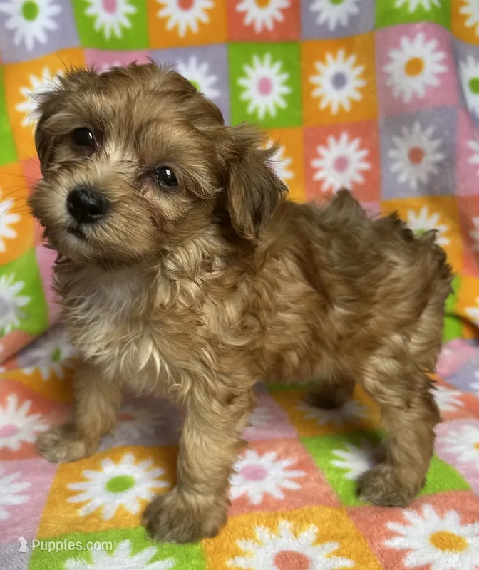 TAFFY – Havapoo puppy for sale in Lebanon, MO
