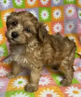 TAFFY, a female Havapoo for sale in Lebanon, MO – 1 of 4