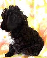 CURLY Q, a female Poodle - Toy  for sale in Lebanon, MO – 7 of 7