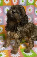 CURLY SUE, a female Havapoo for sale in Lebanon, MO – 4 of 5