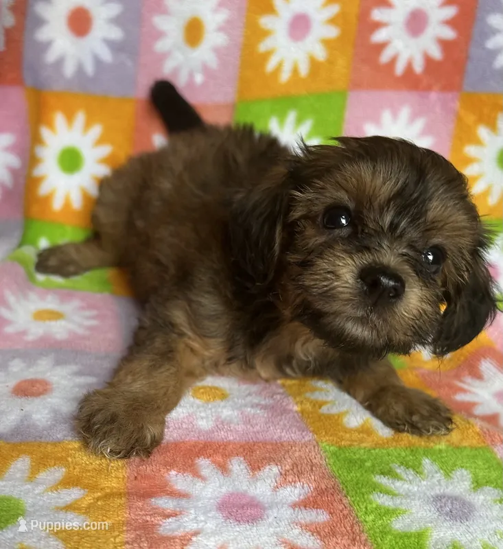 SAGE – Havapoo puppy for sale in Lebanon, MO