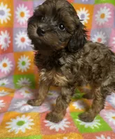 CURLY SUE, a female Havapoo for sale in Lebanon, MO – 2 of 5