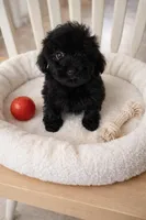 LITTLE JOE, a male Poodle - Toy  for sale in Lebanon, MO – Photo 2 of 3