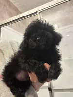 LITTLE JOE, a male Poodle - Toy  for sale in Lebanon, MO – Photo 3 of 3