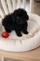 LITTLE JOE, a male Poodle - Toy  for sale in Lebanon, MO – Photo 1 of 3