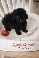 LITTLE JOE  (on Hold for LESLIE), a male Poodle - Toy  for sale in Lebanon, MO – 1 of 3