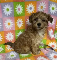 TAFFY, a female Havapoo for sale in Lebanon, MO – 4 of 4