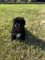 Benji, a male Shihpoo for sale in Macomb Township, MI – 5 of 5