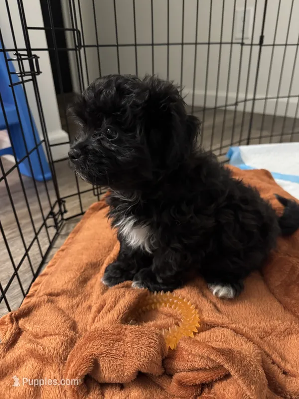 Benji – Shihpoo puppy for sale in Macomb Township, MI