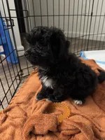 Benji, a male Shihpoo for sale in Macomb Township, MI – 1 of 5
