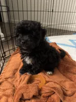 Benji, a male Shihpoo for sale in Macomb Township, MI – 2 of 5