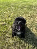 Benji, a male Shihpoo for sale in Macomb Township, MI – 3 of 5