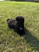 Benji, a male Shihpoo for sale in Macomb Township, MI – 4 of 5