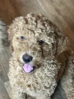 Girl 3, a female Goldendoodle for sale in Starr, SC – 1 of 1