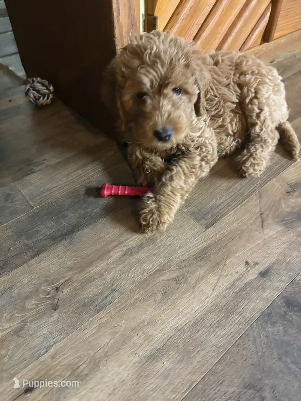 Girl 1 – Goldendoodle puppy for sale in Starr, SC