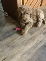 Girl 1, a female Goldendoodle for sale in Starr, SC – 1 of 1