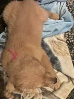 Pink, a female Golden Retriever for sale in Starr, SC – 3 of 3