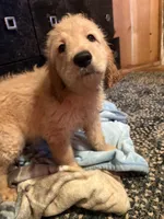Green, a female Golden Retriever for sale in Starr, SC – 1 of 3