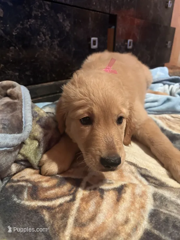 Pink – Golden Retriever puppy for sale in Starr, SC