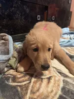 Pink, a female Golden Retriever for sale in Starr, SC – 1 of 3