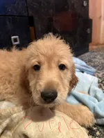 Green, a female Golden Retriever for sale in Starr, SC – 3 of 3