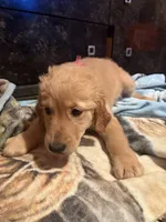 Pink, a female Golden Retriever for sale in Starr, SC – 2 of 3