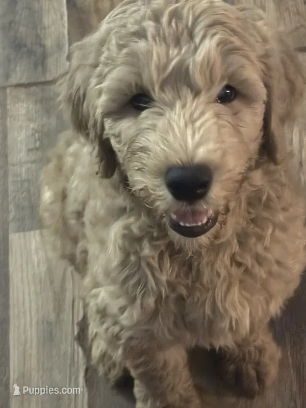 Girl 2 – Goldendoodle puppy for sale in Starr, SC