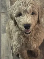 Girl 2, a female Goldendoodle for sale in Starr, SC – 1 of 1