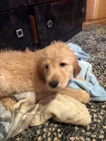 Green, a female Golden Retriever for sale in Starr, SC – 2 of 3