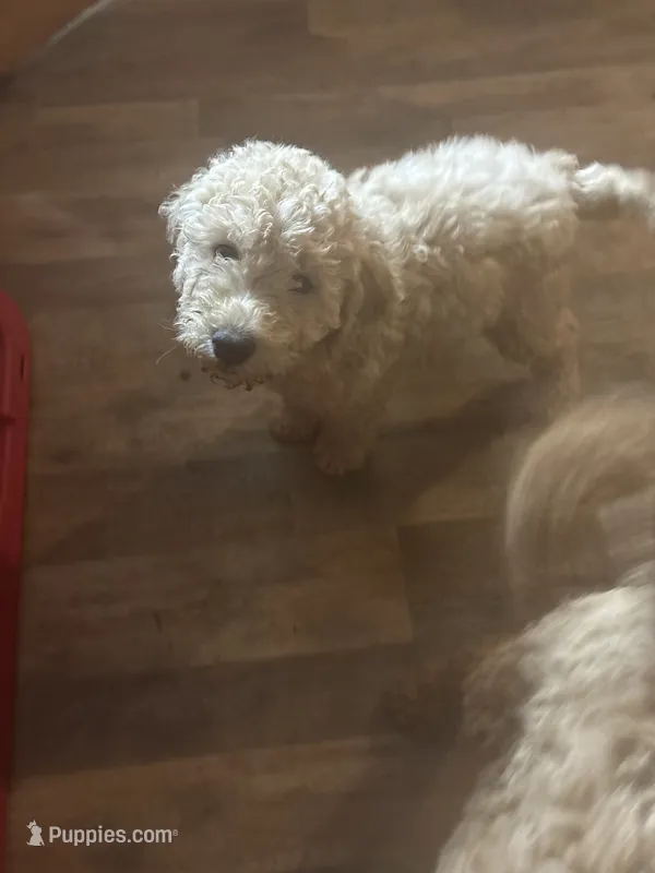 Girl 4 – Goldendoodle puppy for sale in Starr, SC