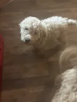 Girl 4, a female Goldendoodle for sale in Starr, SC – 1 of 1